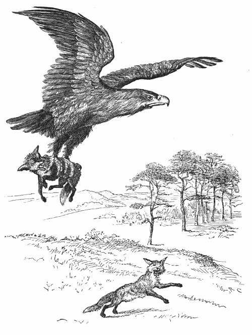 the eagle and the fox