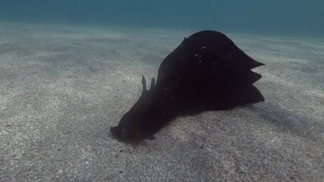black sea slug